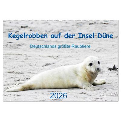 Kegelrobben auf der Insel Düne (Wandkalender 2026 DIN A2 quer), CALVENDO Monatskalender