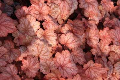 6 x Heuchera hybr. Georgia Peach - Purperbloemige korrelbloem - Pot van 9 x 9 cm