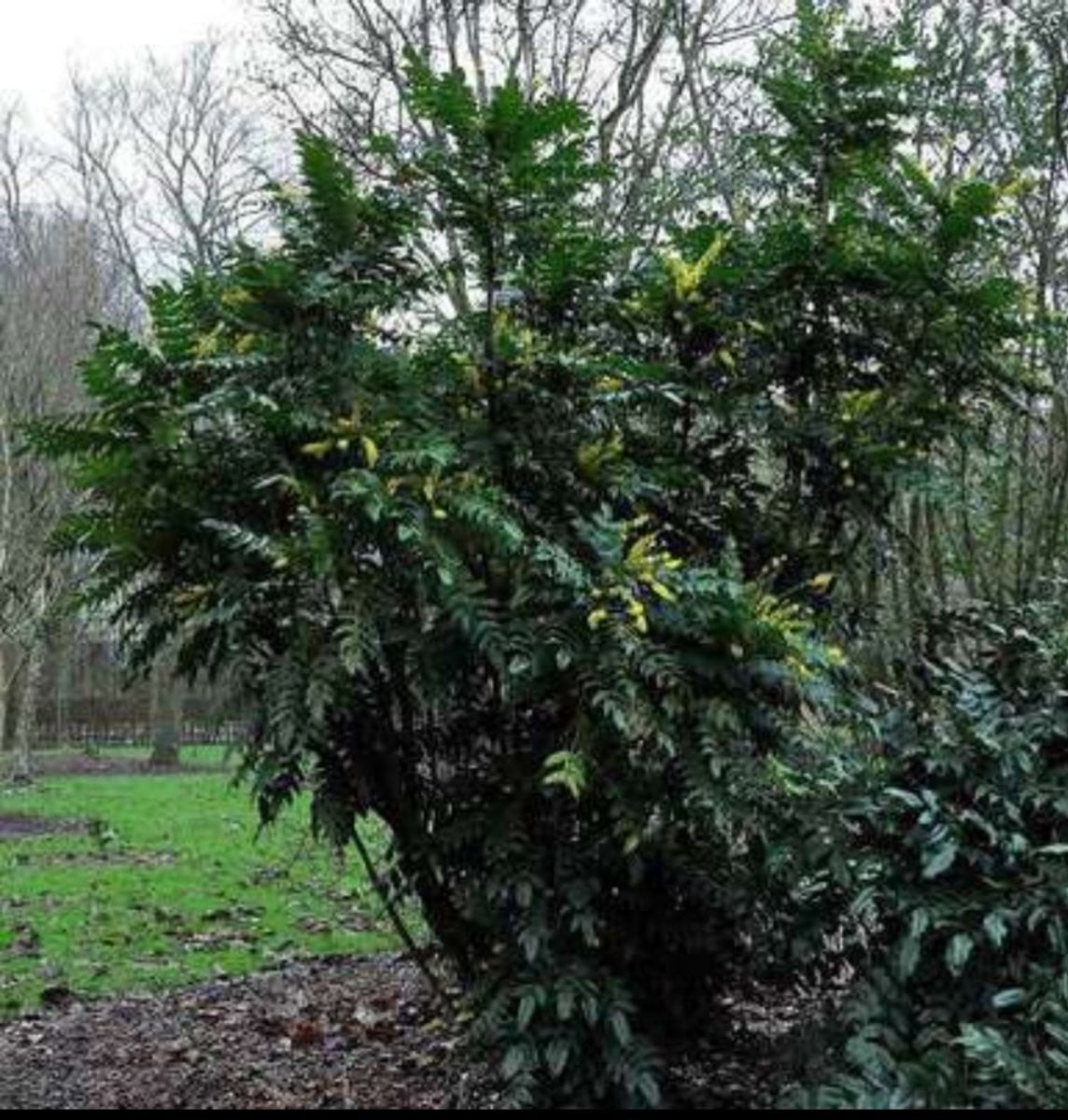 Mahonia media Winter Sun Mahoniestruik in pot, 30-40 cm