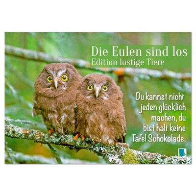 Die Eulen sind los: Edition lustige Tiere (Wandkalender 2026 DIN A3 quer), CALVENDO Monatskalender