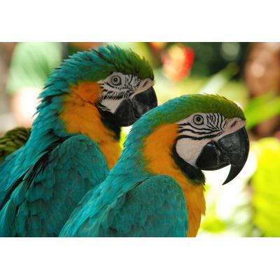 Fototapete PAPERMOON "Macaw Love Birds", bunt, B:2,5m L:1,86m, Vlies, Tapeten
