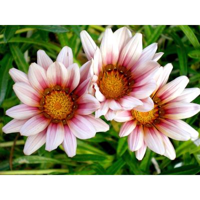 Fototapete PAPERMOON "Afrikanische Gazania Blumen", bunt, B:3,5m L:2,6m, Vlies, Tapeten