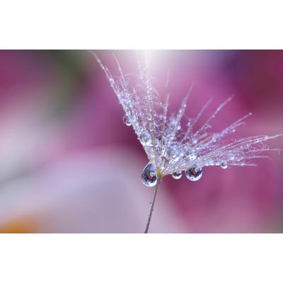Fototapete PAPERMOON "PUSTEBLUME-LÖWENZAHN ABSTRAKT TROPFEN MAKRO FANTASIE", bunt, B:2m L:1,49m, Vlies, Tapeten