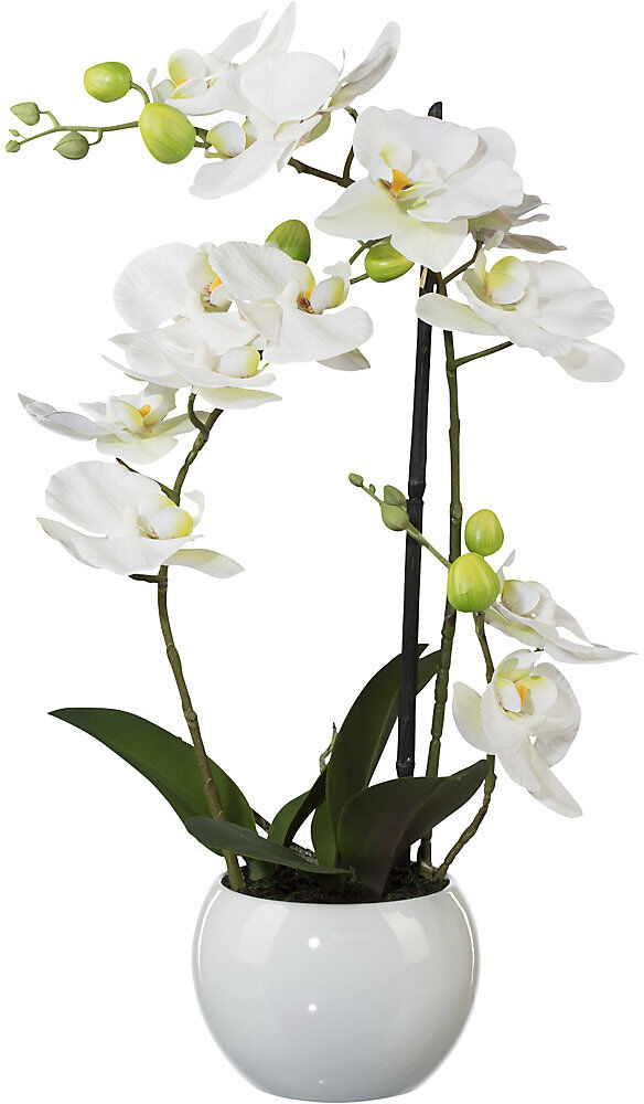 kaiserkraft Phalaenopsis, Höhe 420 mm, im Keramiktopf, Blüten weiß, 3D-Print