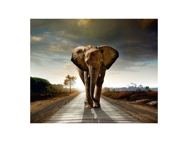 Elephant\, Photo Murale Intissée\, 360x270 Cm\, 4 Parts