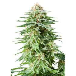 Royal Queen Seeds White Widow 3 Samen - 3