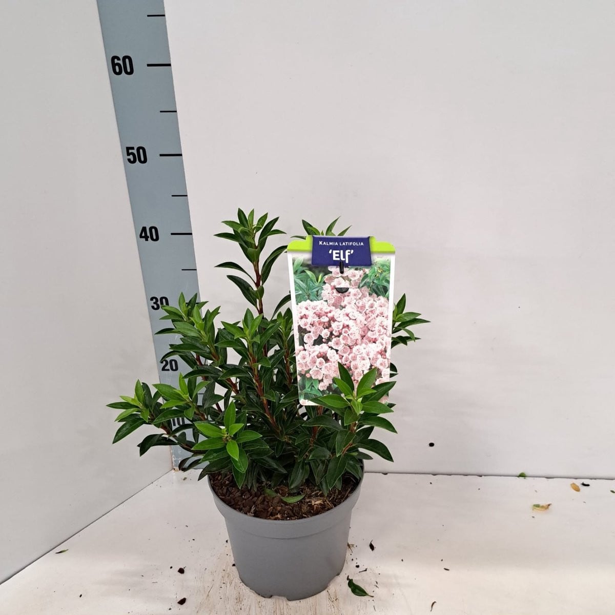 Kalmia lat. 'Elf' Berglaurier in pot