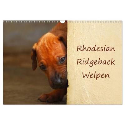 Rhodesian Ridgeback Welpen (Wandkalender 2026 DIN A3 quer), CALVENDO Monatskalender