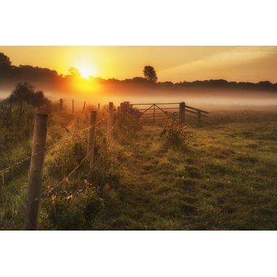 Fototapete PAPERMOON "LANDSCHAFT-NATUR SONNENUNTERGANG BÄUME WALD NEBEL BAUM", bunt, B:4m L:2,6m, Vlies, Tapeten