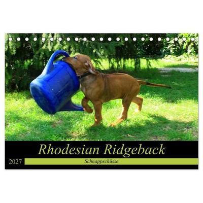 Rhodesian Ridgeback - Schnappschüsse - (Tischkalender 2027 DIN A5 quer), CALVENDO Monatskalender