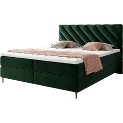 BOXBETT Enzo - H3