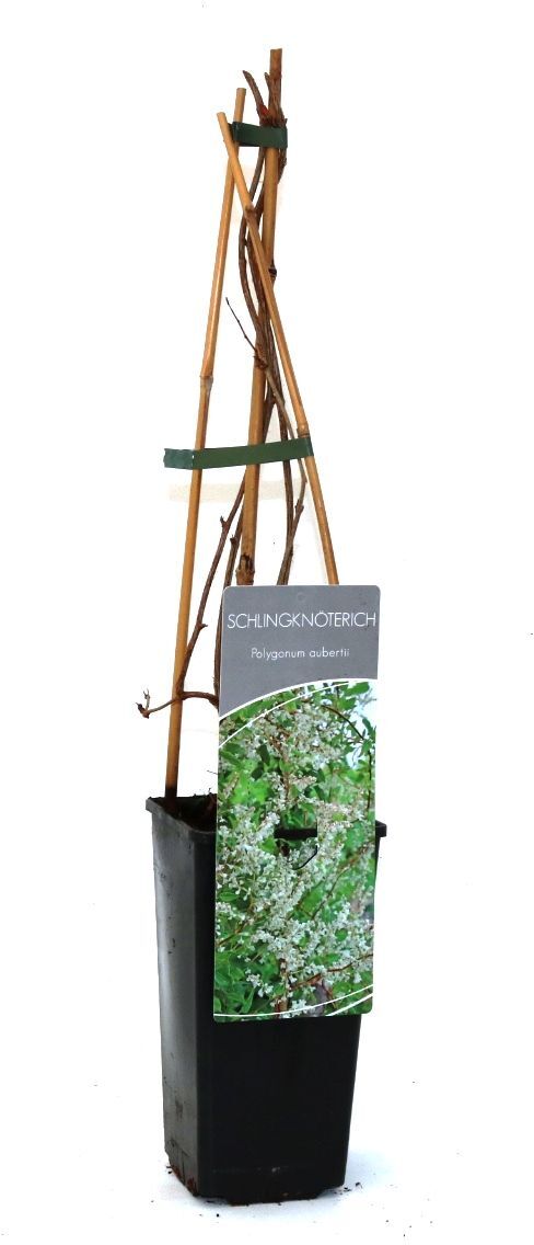 Pflanzen Schlingknöterich 2 L Eck-Container