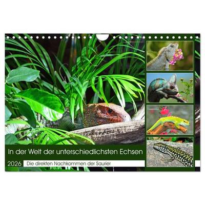 In der Welt der unterschiedlichsten Echsen (Wandkalender 2026 DIN A4 quer), CALVENDO Monatskalender