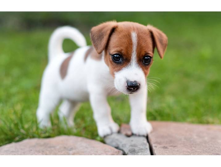 Fototapete PAPERMOON JACK RUSSEL-WELPE TERRIER HUND WIESE PARK LANSSCHAFT , bunt, B:5m L:2,8m, Vlies, Tapeten, Fototapete