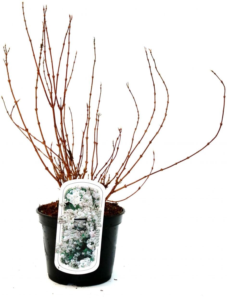 Pflanzen Maiblumenstrauch 3 l Container