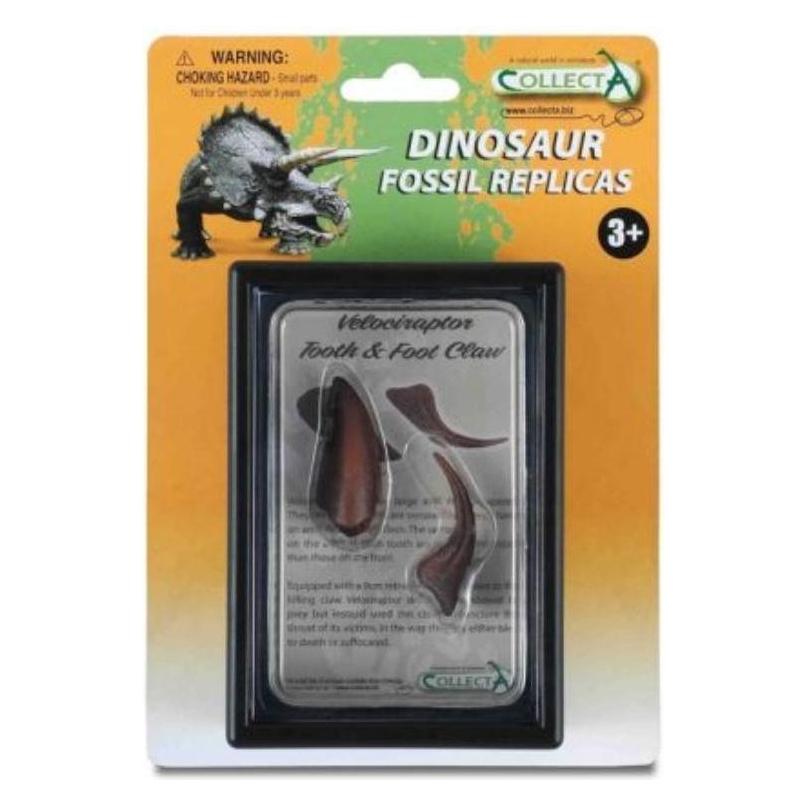 Collecta Zähne und Klaue der unteren Gliedmassen eines Velociraptors (35513337)