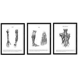 POSTER Set Mit 3 Sammlung Von Schwarz-Weiß Bildern Über Biologie, Gesundheit, Anatomie Und Medizin A3 Rahmenlos