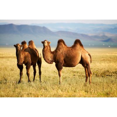 Fototapete PAPERMOON "Mongolian Camels", bunt, B:3,5m L:2,6m, Vlies, Tapeten