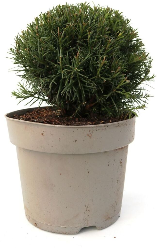 Pflanzen Eibe Kugel 25-30 cm 5 l Container