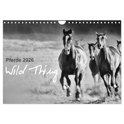 Pferde 2026 Wild Thing (Wandkalender 2026 DIN A4 quer), CALVENDO Monatskalender