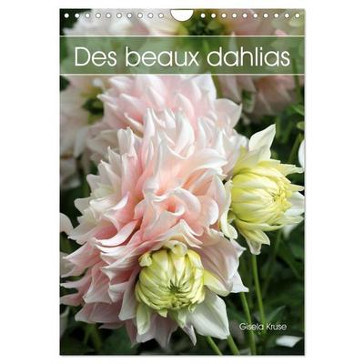 Des beaux dahlias (Calendrier mural 2027 DIN A4 horizontal), CALVENDO calendrier mensuel