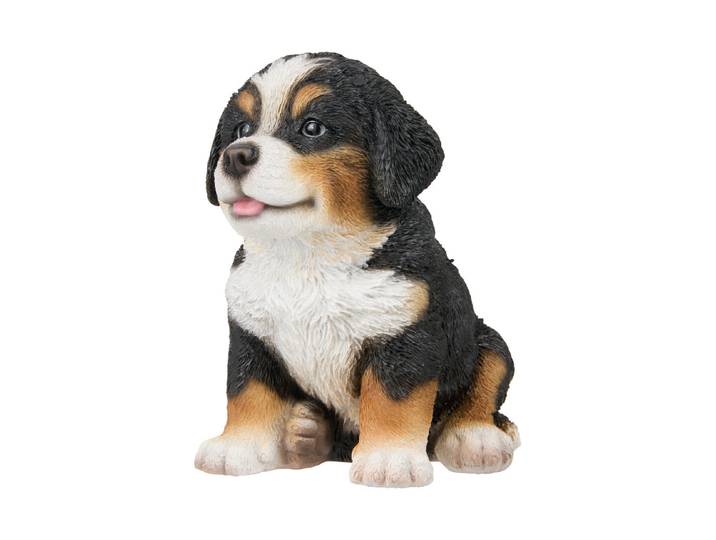 Vivid Berner Sennenhund