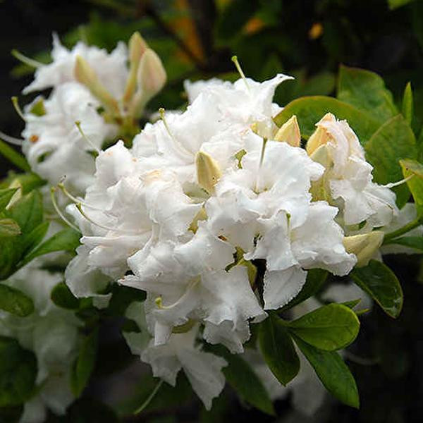 Azalea Knaphill wit - Arborix