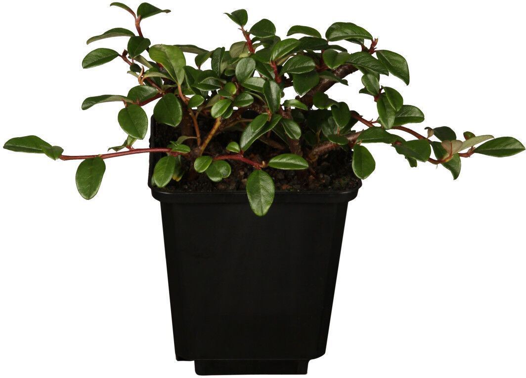 Pflanzen Teppichmispel Cotoneaster dammeri 'Frieders Evergreen' 0,5 l Container