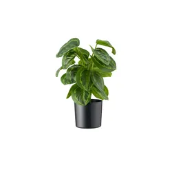 Maranta getopft   , grün , Kunststoff , Maße (cm): H: 45