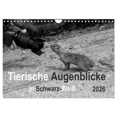 Tierische Augenblicke in Schwarz-Weiß (Wandkalender 2026 DIN A4 quer), CALVENDO Monatskalender