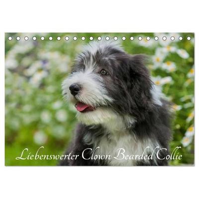 Liebenswerter Clown Bearded Collie (Tischkalender 2027 DIN A5 quer), CALVENDO Monatskalender