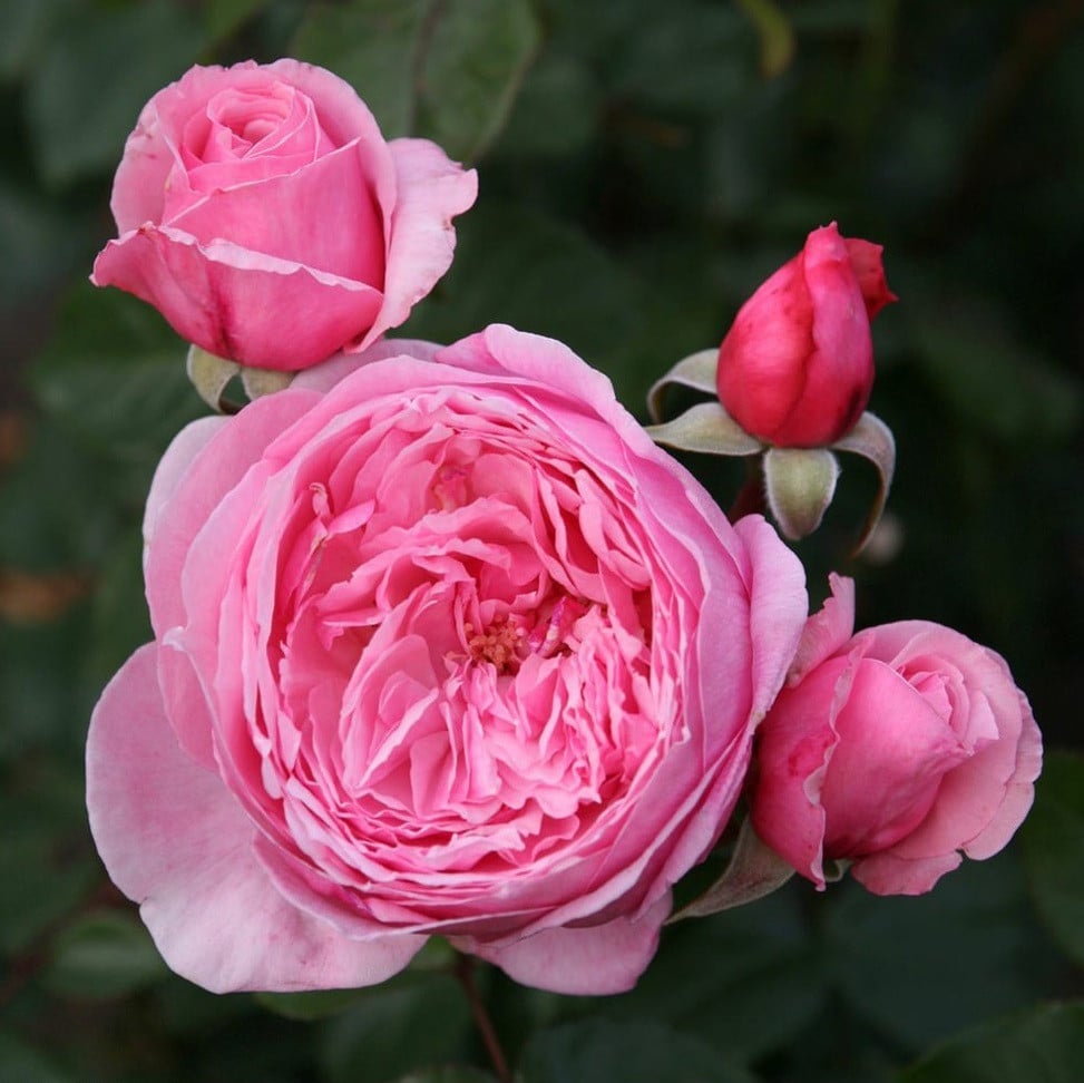 Kordes Parfuma roos Rosa Kiss Me Kate