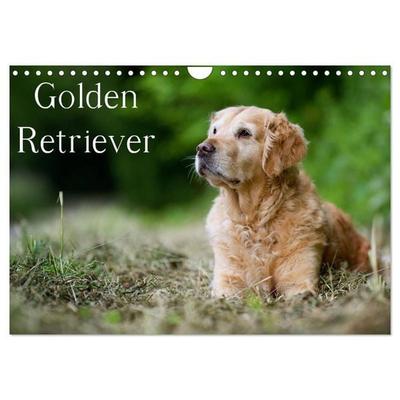 Golden Retriever (Wandkalender 2026 DIN A4 quer), CALVENDO Monatskalender