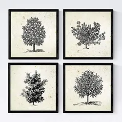 POSTER Set mit 4 Blättern der Bäume Obstbäume Jahrgang Hintergrund 20x20cm Schwarzer Rahmen