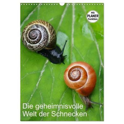 Die geheimnisvolle Welt der Schnecken (Wandkalender 2027 DIN A3 hoch), CALVENDO Monatskalender