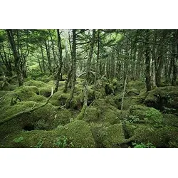 Bild GREEN WOOD S (BHT 150x100x3 cm) - bunt - BHT 150x100x3 cm