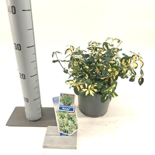 Euonymus fort. 'Blondy'® Kardinaalshoed in pot, 2 liter