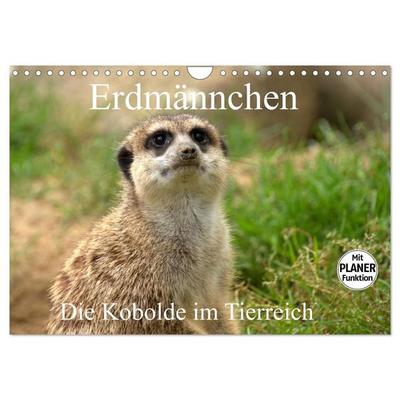 Erdmännchen - Die Kobolde im Tierreich (Wandkalender 2027 DIN A4 quer), CALVENDO Monatskalender