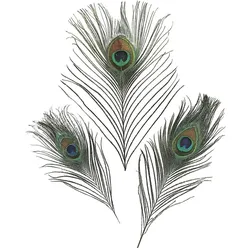 Baier & Schneider, Naturmaterialien, Pfauenfedern