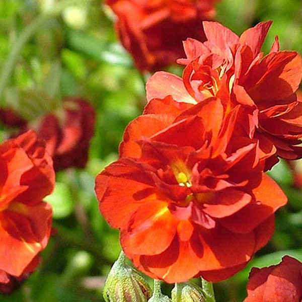 6 x Helianthemum Amabile Plenum Zonneroosjes - Pot van 9x9 cm