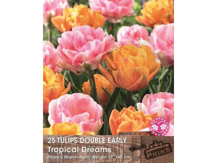 Prins tulpen tropical dreams 25 bollen