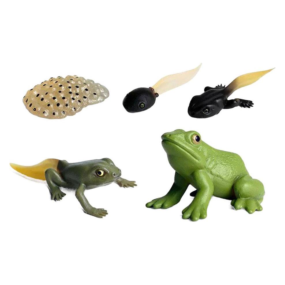 Lebenszyklus-Frosch-Spielzeugfiguren-Set (47314364)