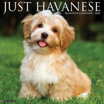 Havanese 2026 Wall Calendar