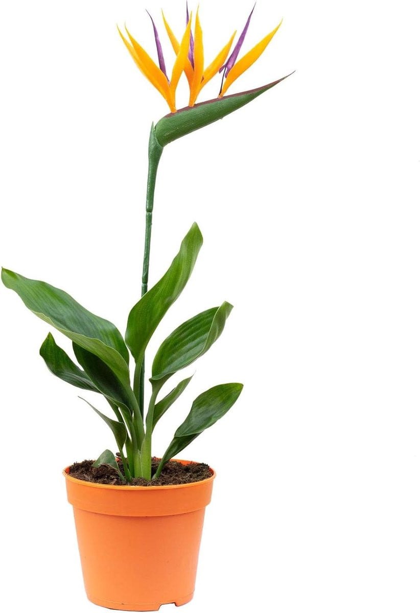 Kunstbloem Strelitzia Paradijsvogelbloem Oranje - 40 cm hoog