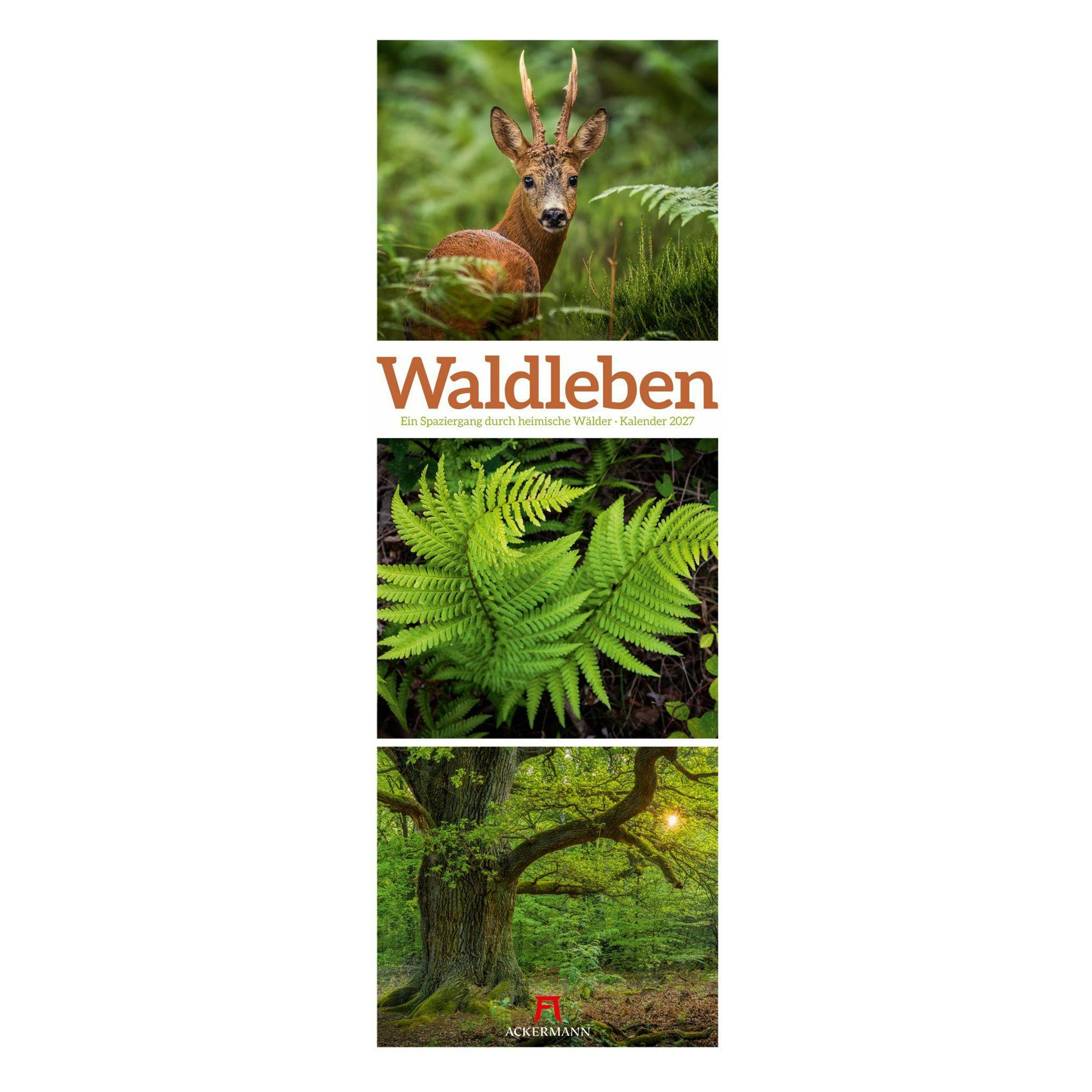 Ackermann Waldleben Triplet-Kalender 2027 | Spaziergang durch heimische Wälder (66783521)