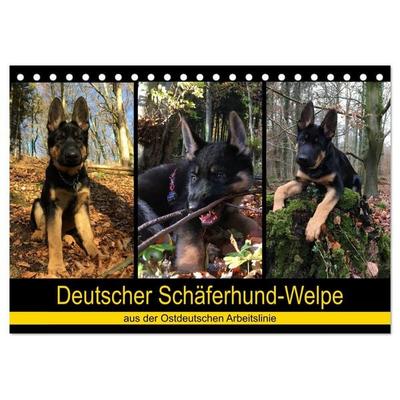 Deutscher Schäferhund-Welpe - aus der Ostdeutschen Arbeitslinie (Tischkalender 2026 DIN A5 quer), CALVENDO Monatskalender