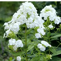 Rispenphlox – Phlox paniculata 'David'