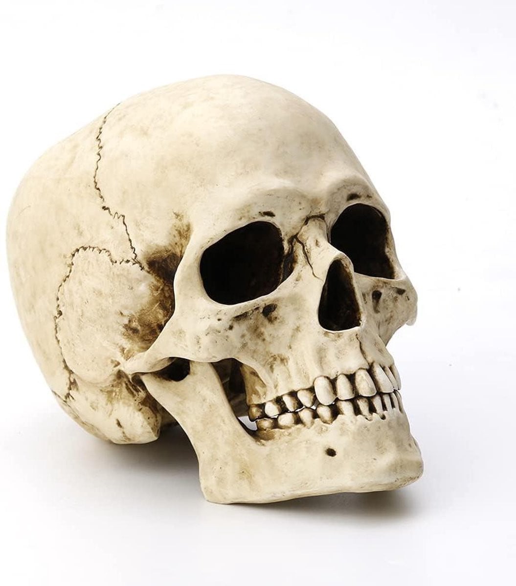 Realistische menselijke schedel decoratie van wit hars met bewegende kaak, Hoogte: 16 cm