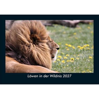 Löwen in der Wildnis 2027 Fotokalender DIN A5
