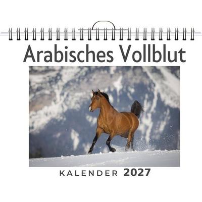 Arabisches Vollblut